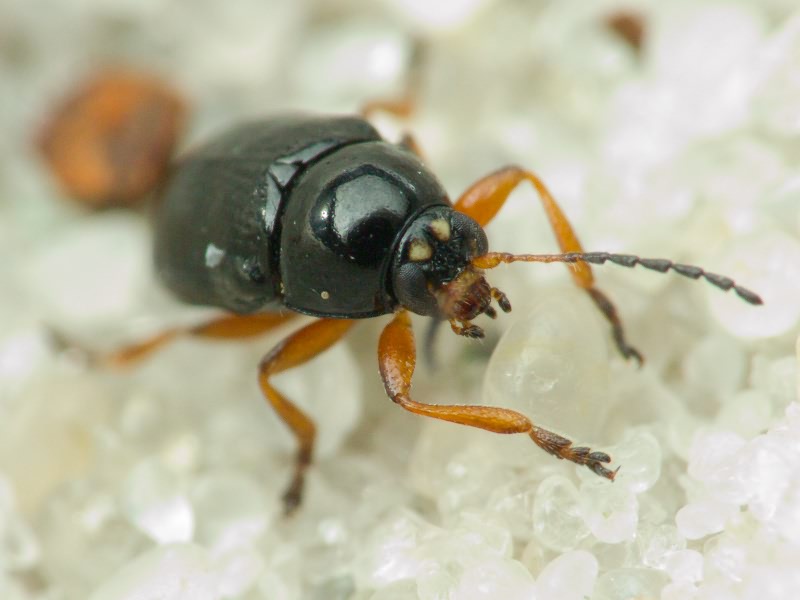 Cryptocephalus (Burlinius) ocellatus Drapiez, 1819